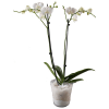 Media 1 - Orchidplant
