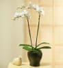 Media 1 - PHALEONOPSIS ORCHID PLANT IN POT WITH TWO STEMS