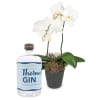 Media 1 - Weiße Orchidee (Phalaenopsis) mit Thermal GIN (350 ml)
