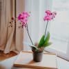 Media 2 - Pinke Orchidee (Phalaenopsis)