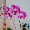 Media 4 - Pinke Orchidee (Phalaenopsis)