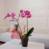 Media 5 - Pinke Orchidee (Phalaenopsis)