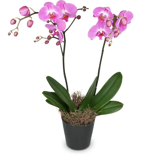 Pinke Orchidee (Phalaenopsis)